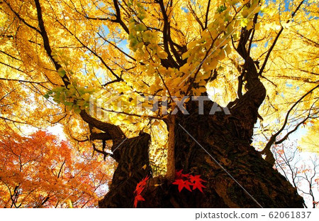 Dye in late autumn 62061837