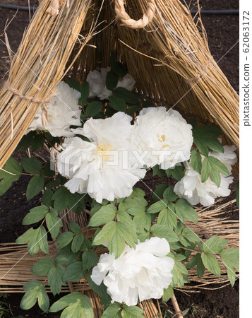 Winter Peony Winter Peony 62063172