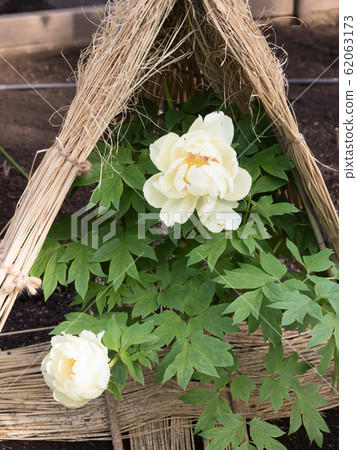 Winter Peony 62063173