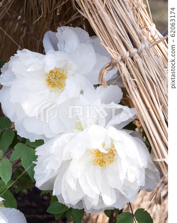 冬天牡丹 62063174