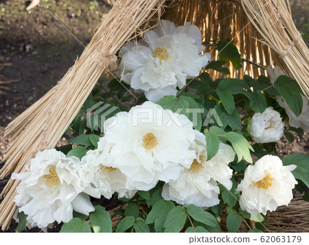 Winter Peony Winter Peony 62063179
