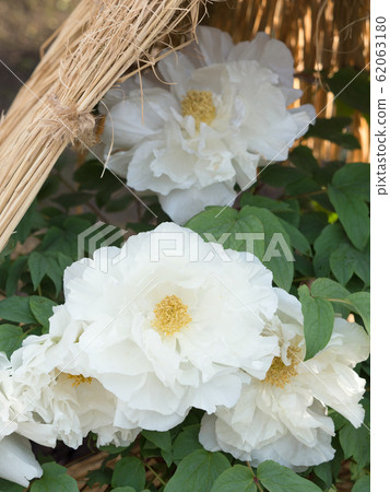 Winter Peony Winter Peony 62063180