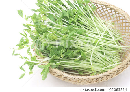 Soybean Soybean 62063214