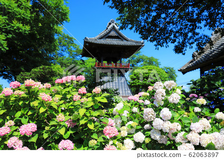 熊谷市能果寺的繡球花 62063897