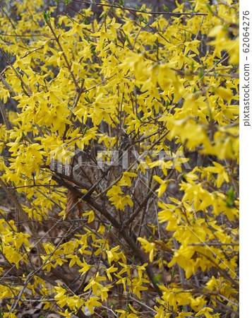 Korean spring flowers forsythia 62064276