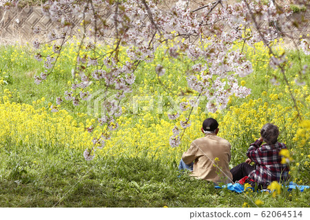Sakura Tsutsumi Park Cherry-blossom viewing 62064514