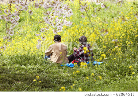 Sakura Tsutsumi Park Cherry-blossom viewing 62064515