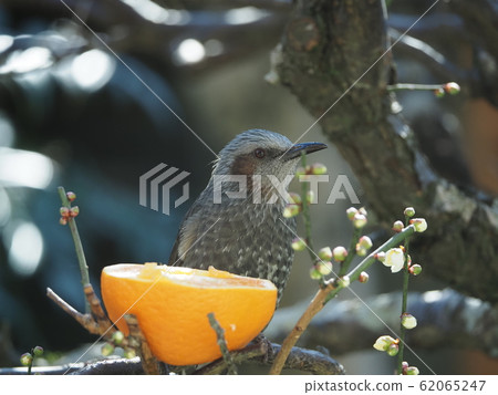 Bulbul, orange, plum tree 62065247