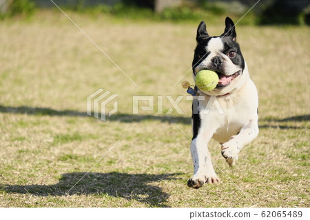 法國鬥牛犬在狗奔跑中奔跑 62065489