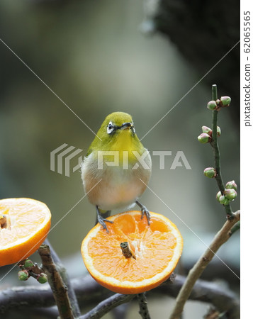 Mejiro, mandarin orange, white plum 62065565