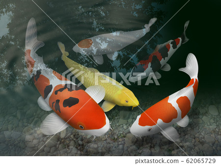 彩色鯉魚 62065729