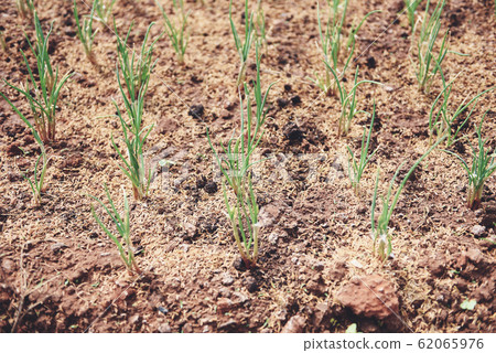 small plant onion sprouts green seedling in the small plant onion sprouts green seedling in the 62065976