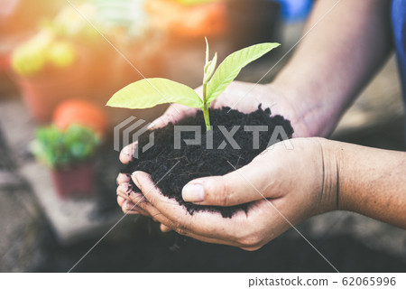 planting a tree seedlings young plant are growing planting a tree seedlings young plant are growing 62065996