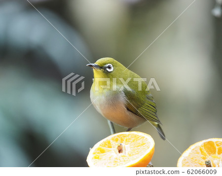 Mejiro / Mikan Mejiro / Mikan 62066009