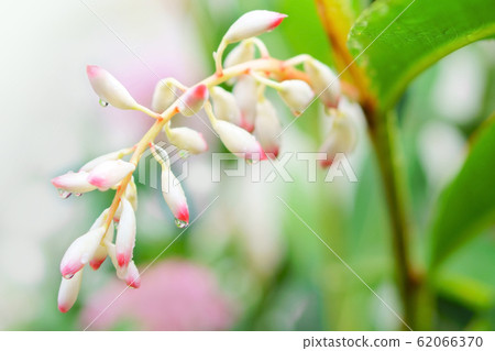 Moon peach (gettou), a plant from Okinawa. Sannin Moon peach (gettou), a plant from Okinawa. Sannin 62066370