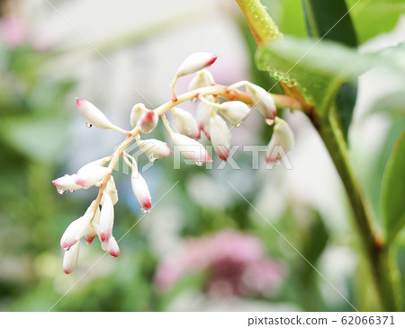 Moon peach (gettou), a plant from Okinawa. Sannin 62066371