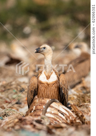 Griffon vulture or Eurasian Griffon or Gyps fulvus at dumping yard of jorbeer conservation reserve , bikaner, Rajasthan, India 62066381
