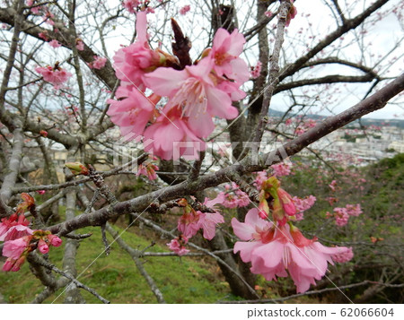 Nago Castle Ryukyu cold scarlet cherry tree Nago Castle Ryukyu cold scarlet cherry tree 62066604