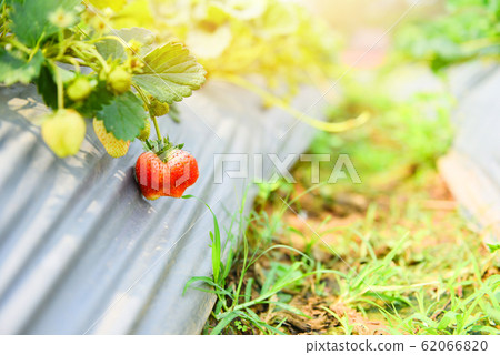 strawberries fruit growing in the strawberry field strawberries fruit growing in the strawberry field 62066820