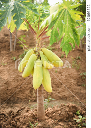 Green papaya fruits growing hang on the papaya Green papaya fruits growing hang on the papaya 62066821
