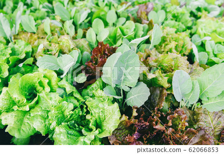 fresh vegetables background lettuce leaf in the fresh vegetables background lettuce leaf in the 62066853