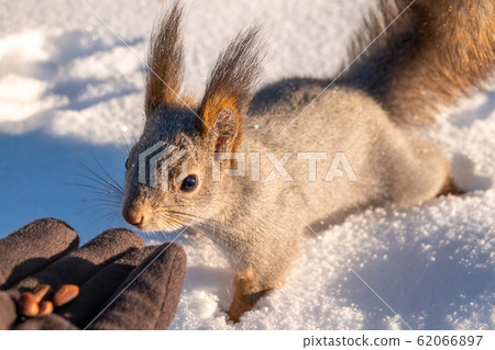 Squirrel eats nuts from a man's hand. Squirrel eats nuts from a man's hand. 62066897
