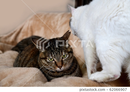 She is very shy, but she is a kid kid who is bold when no one is there. Cat image material She is very shy, but she is a kid kid who is bold when no one is there. Cat image material 62066907
