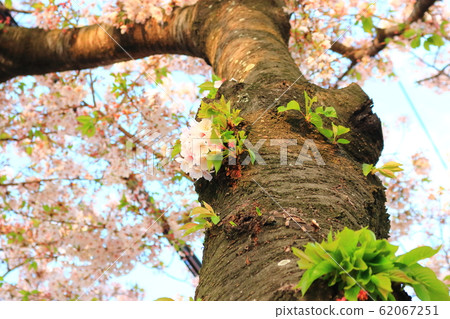 Cherry blossom, spring flowers, flowers, spring, road, festival, petals Cherry blossom, spring flowers, flowers, spring, road, festival, petals 62067251
