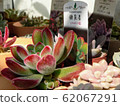 Succulent plant, peanut, Nishiki Kosei, Echeveria, Crassulaceae, Echeveria pulvinata 62067291