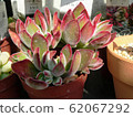 Succulent, hamsie, echeveria, crassulaceae, Echeveria harmsii 62067292