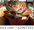 Succulent plants 62067293