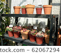 Succulent plants 62067294