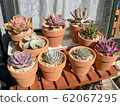 Succulent plants 62067295