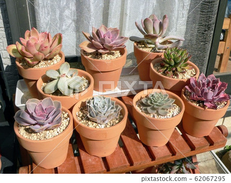 Succulent plants Succulent plants 62067295