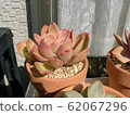 Succulent plants 62067296