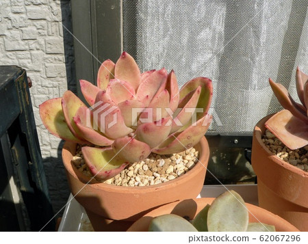 Succulent plants Succulent plants 62067296