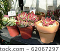 Succulent plants 62067297