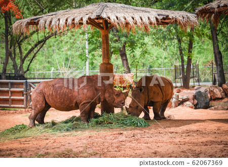 rhino farm zoo in the national park - White 62067369