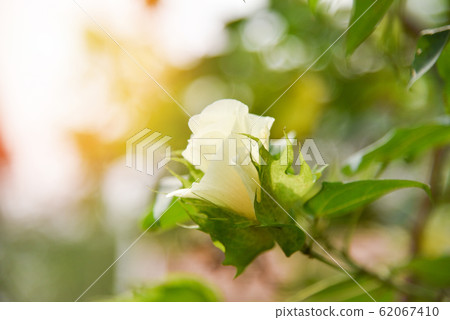 Cotton flower on tree in the cotton field sunset 62067410