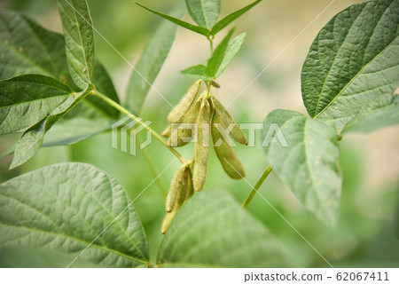 Green soybean on the tree - Young soybean seeds on 62067411