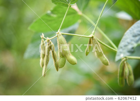Green soybean on the tree - Young soybean seeds on 62067412