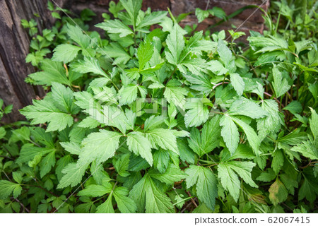 White mugwort leaves green for herb vegetable food 62067415