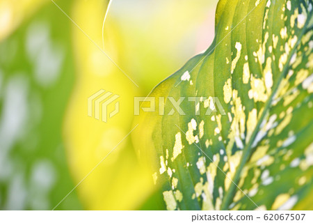 Araceae plant green leaves and sunlight on summer 62067507