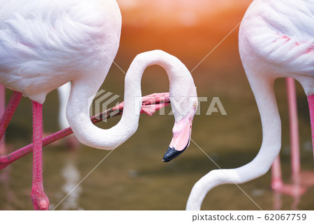Flamingo bird pink beautiful at lake river nature 62067759