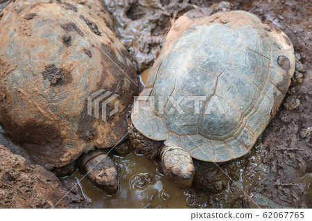 Asian Giant Tortoise / Big turtle on mud pond Asian Giant Tortoise / Big turtle on mud pond 62067765