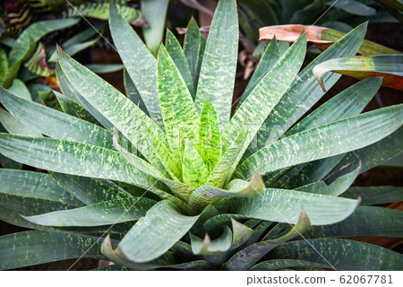 Striped bromeliad green leaves large in the 62067781