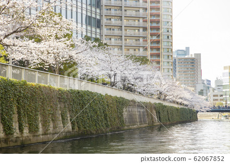 Cherry blossoms of Meguro River Cherry blossoms of Meguro River 62067852