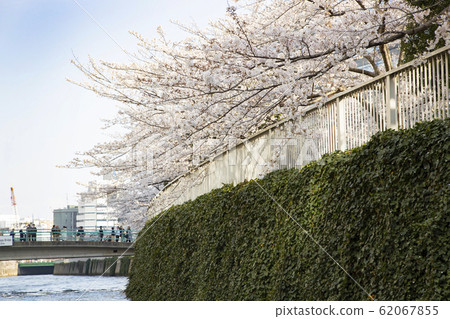 Cherry blossoms of Meguro River Cherry blossoms of Meguro River 62067855