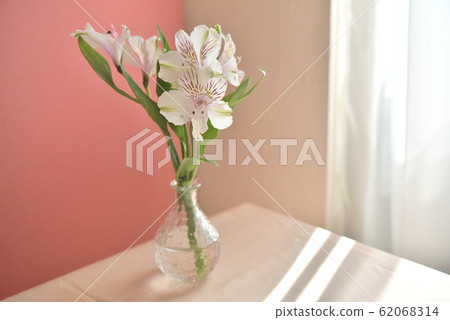Alsomeria, windowsill flower 62068314