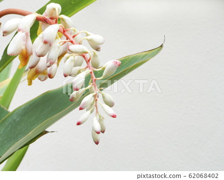 Moon peach (gettou), a plant from Okinawa. Sannin Moon peach (gettou), a plant from Okinawa. Sannin 62068402